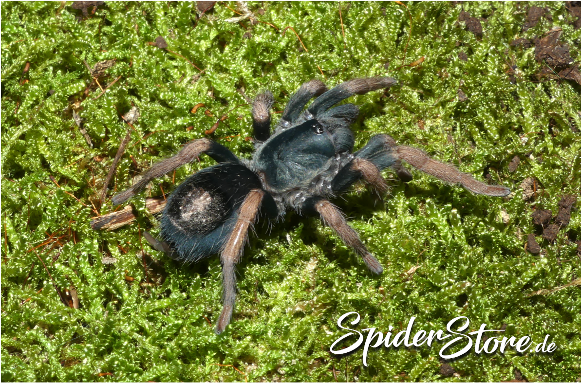 Kochiana brunnipes